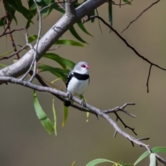 Stagonopleura guttata (Diamond Firetail) at Wingecarribee Local Government Area - 18 Apr 2023 by NigeHartley