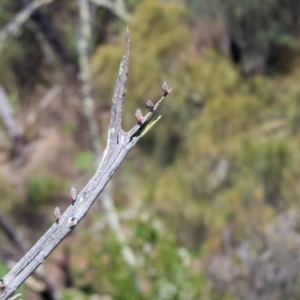 Stagonopleura guttata at Canyonleigh, NSW - suppressed