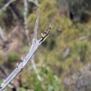 Stagonopleura guttata at Canyonleigh, NSW - 18 Apr 2023