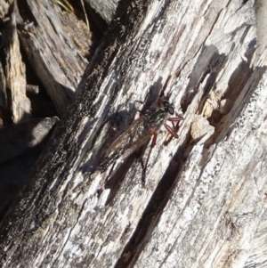 Zosteria varia at Cotter River, ACT - 25 Apr 2023