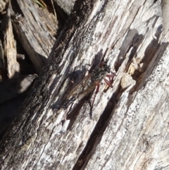 Zosteria varia (robber fly) at Cotter River, ACT - 25 Apr 2023 by GirtsO