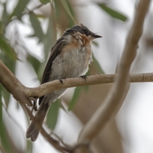 Myiagra rubecula at Penrose, NSW - 4 Mar 2023