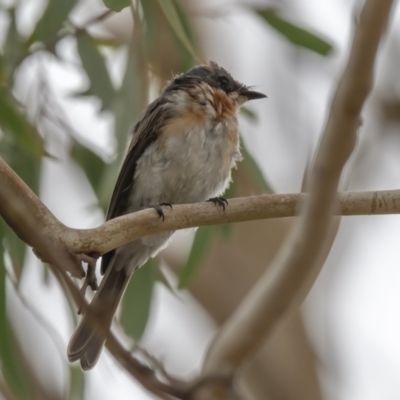 Myiagra rubecula (Leaden Flycatcher) at Penrose, NSW - 4 Mar 2023 by NigeHartley