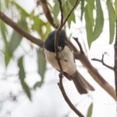 Myiagra rubecula at Penrose, NSW - 4 Mar 2023