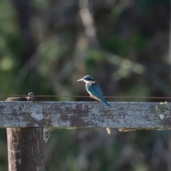 Todiramphus sanctus (Sacred Kingfisher) at Wingecarribee Local Government Area - 7 Mar 2023 by NigeHartley