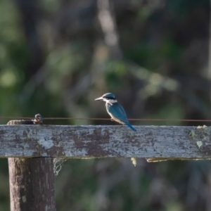 Todiramphus sanctus at Penrose, NSW - 8 Mar 2023