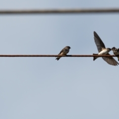 Petrochelidon nigricans (Tree Martin) at Penrose State Forest - 16 Mar 2023 by NigeHartley