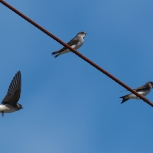 Petrochelidon nigricans at Penrose, NSW - 16 Mar 2023 11:45 AM