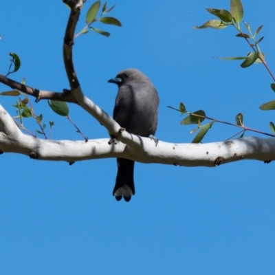 Artamus cyanopterus cyanopterus (Dusky Woodswallow) at Penrose State Forest - 16 Apr 2023 by NigeHartley