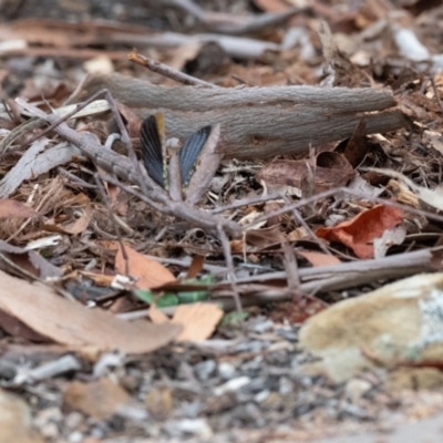 Acrophylla titan (Titan Stick Insect) at Penrose - 4 Mar 2023 by NigeHartley