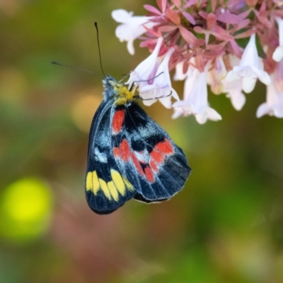 Delias harpalyce (Imperial Jezebel) at Penrose, NSW - 8 Mar 2023 by NigeHartley