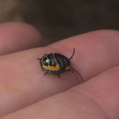 Scutiphora pedicellata (Metallic Jewel Bug) at Illilanga & Baroona - 14 Jan 2022 by Illilanga