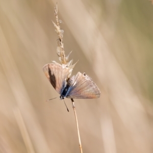 Lampides boeticus at Penrose, NSW - 9 Mar 2023 12:12 PM