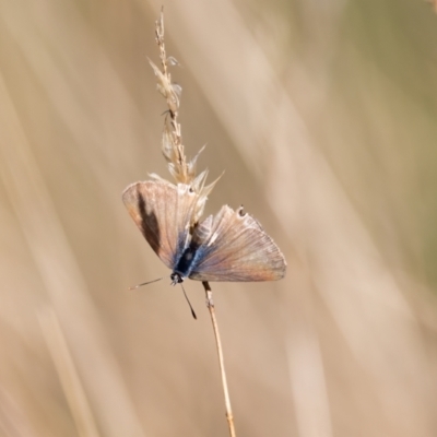 Lampides boeticus (Long-tailed Pea-blue) at Wingecarribee Local Government Area - 9 Mar 2023 by NigeHartley