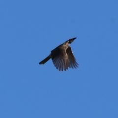 Philemon corniculatus (Noisy Friarbird) at Wodonga - 25 Apr 2023 by KylieWaldon