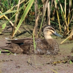 Anas superciliosa (Pacific Black Duck) at Wodonga - 24 Apr 2023 by KylieWaldon