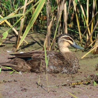 Anas superciliosa (Pacific Black Duck) at Killara, VIC - 25 Apr 2023 by KylieWaldon