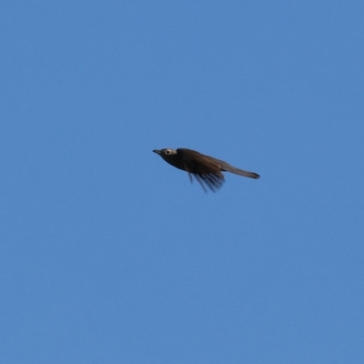 Colluricincla harmonica (Grey Shrikethrush) at Wodonga Regional Park - 25 Apr 2023 by KylieWaldon