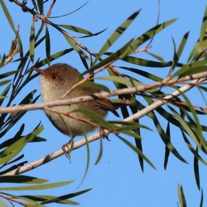 Malurus cyaneus at Bandiana, VIC - 25 Apr 2023