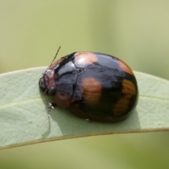 Paropsisterna octosignata (Eucalyptus leaf beetle) at Illilanga & Baroona - 17 Oct 2020 by Illilanga