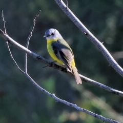 Eopsaltria australis (Eastern Yellow Robin) at Wodonga - 24 Apr 2023 by KylieWaldon