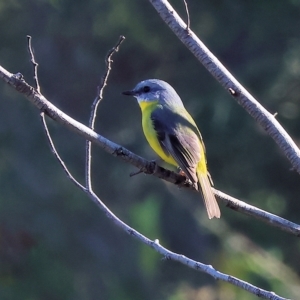 Eopsaltria australis at Killara, VIC - 25 Apr 2023 09:57 AM