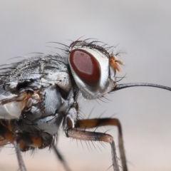 Muscidae (family) (Unidentified muscid fly) at Wellington Point, QLD - 26 Apr 2023 by TimL