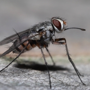 Muscidae (family) at Wellington Point, QLD - suppressed