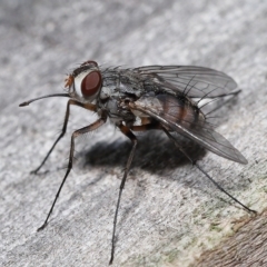 Muscidae (family) at Wellington Point, QLD - suppressed