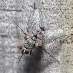 Muscidae (family) at Wellington Point, QLD - suppressed