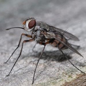 Muscidae (family) at Wellington Point, QLD - suppressed