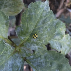 Illeis galbula (Fungus-eating Ladybird) at Michelago, NSW - 16 Apr 2021 by Illilanga