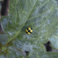 Illeis galbula at Michelago, NSW - 16 Apr 2021