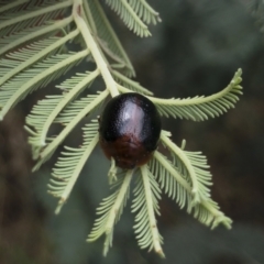 Dicranosterna immaculata (Acacia leaf beetle) at Illilanga & Baroona - 14 Jan 2022 by Illilanga