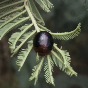 Dicranosterna immaculata at Michelago, NSW - 14 Jan 2022