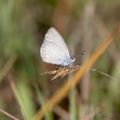 Zizina otis (Common Grass-Blue) at Wingecarribee Local Government Area - 10 Mar 2023 by NigeHartley