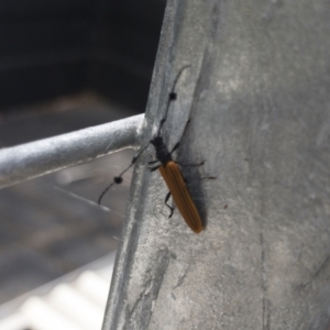 Tropis paradoxa at Michelago, NSW - 23 Jan 2022