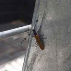Tropis paradoxa (Longicorn beetle) at Illilanga & Baroona - 23 Jan 2022 by Illilanga