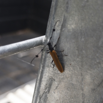 Tropis paradoxa (Longicorn beetle) at Michelago, NSW - 23 Jan 2022 by Illilanga