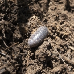 Armadillidium vulgare (Slater bug, woodlouse, pill bug, roley poley) at Michelago, NSW - 29 Mar 2021 by Illilanga