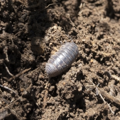Armadillidium vulgare (Slater bug, woodlouse, pill bug, roley poley) at Illilanga & Baroona - 29 Mar 2021 by Illilanga
