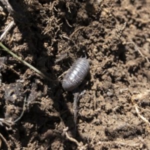 Armadillidium vulgare at Illilanga & Baroona - 29 Mar 2021 01:23 PM