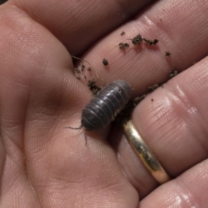 Armadillidium vulgare at Illilanga & Baroona - 29 Mar 2021 01:23 PM