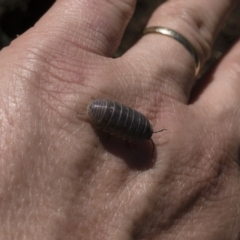 Armadillidium vulgare at Illilanga & Baroona - 29 Mar 2021 01:23 PM