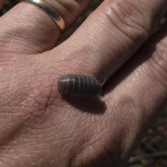 Armadillidium vulgare at Illilanga & Baroona - 29 Mar 2021 01:23 PM