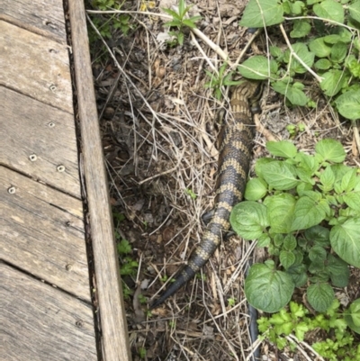 Tiliqua scincoides scincoides (Eastern Blue-tongue) at Illilanga & Baroona - 23 Oct 2021 by Illilanga