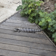 Tiliqua scincoides scincoides (Eastern Blue-tongue) at Illilanga & Baroona - 26 Dec 2022 by Illilanga