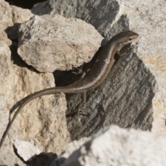 Carlia tetradactyla (Southern Rainbow Skink) at Illilanga & Baroona - 10 Dec 2019 by Illilanga