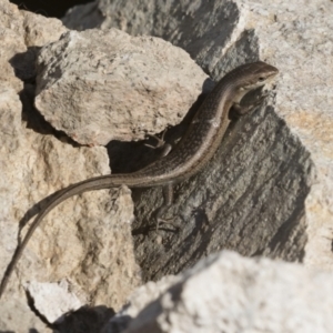 Carlia tetradactyla at Michelago, NSW - 11 Dec 2019 08:08 AM