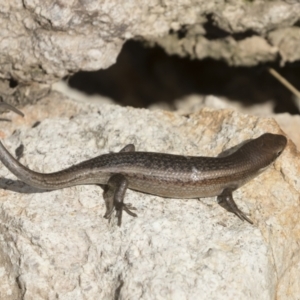 Carlia tetradactyla at Michelago, NSW - 11 Dec 2019 08:08 AM